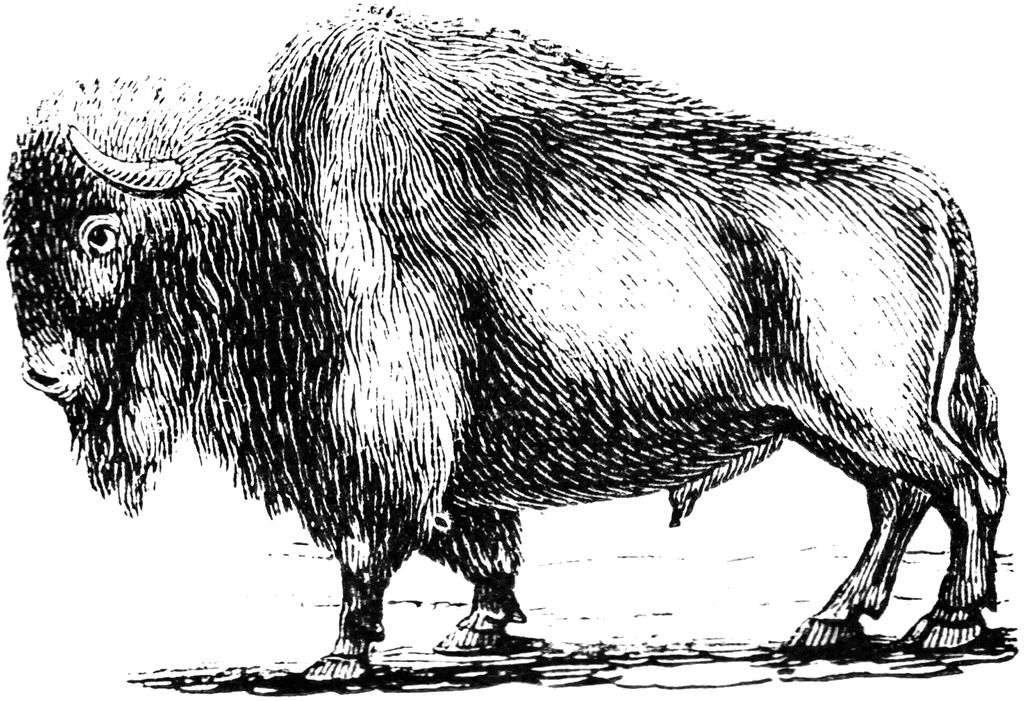 A black ink drawing or woodcut of a buffalo.