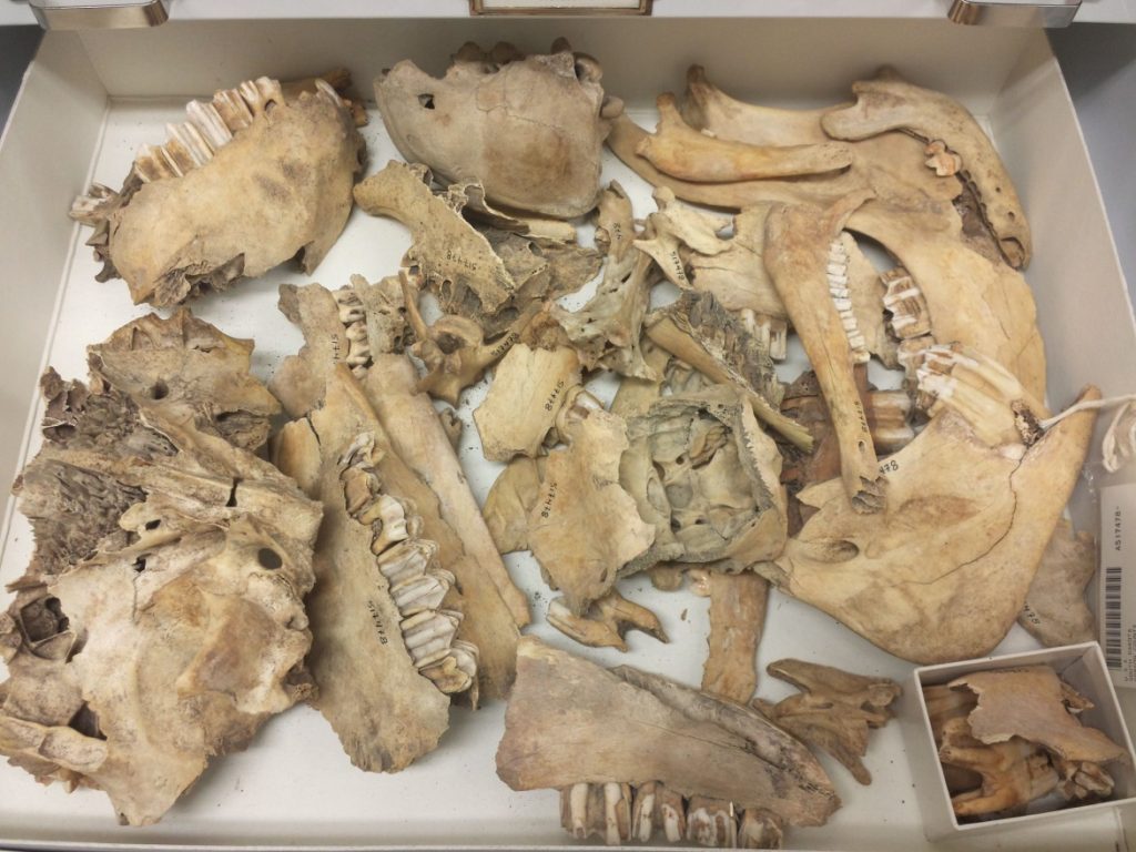 A cardboard tray filled with various animal bones. It includes a lot of jaw bones.