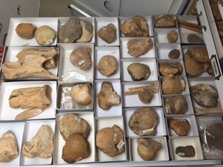 Various tools made from bison bones lying neatly in cardboard storage boxes inside a collections drawer.