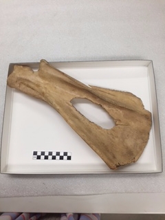 A bison scapula with a large hold in the flat part.
