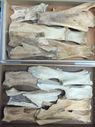Large bone tools lying neatly in a collections drawer.