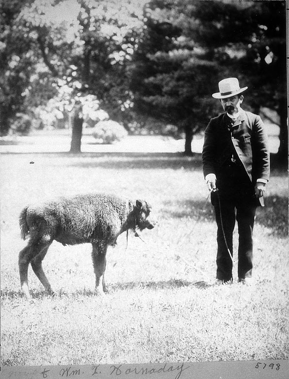 Black-and-white photo of a man in a suit and hat, holding a baby bison by a leash in a grassy park setting.
