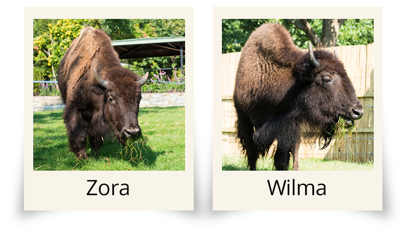 Two buffalo portraits. Both are snacking on grass.