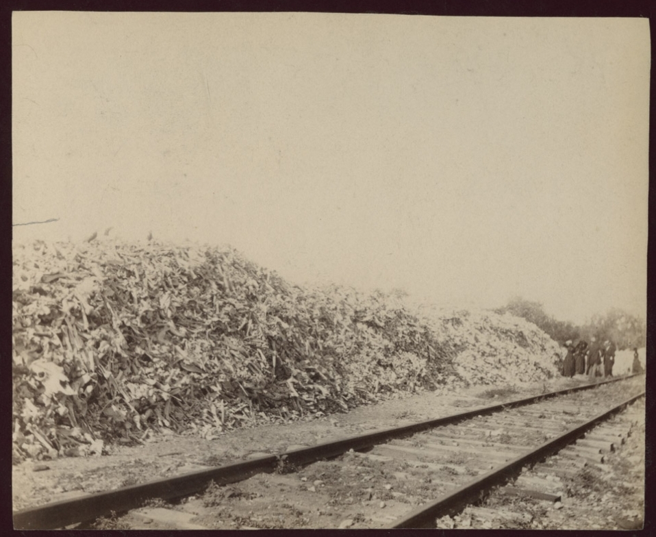 Somewhat faded sepia-tone photo of an enormous pile of bones along a railroad track. People are standing by the pile in the background. It's about twice as tall as they are. It stretches along the railroad for several dozen meters and continues out of frame.