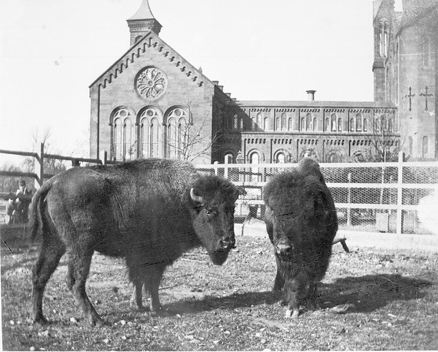 Black and white photo of two buffalo in a fenced field. Large church building in background.