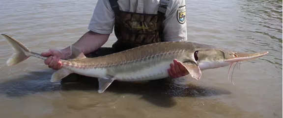 Person in an NPS shirt and waders standing or crouching in a river, holding a pallid sturgeon, a large flat fish, just above the surface of the water.