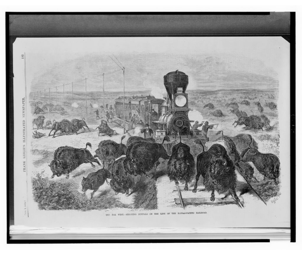 Drawing of a buffalo hunt from a steam train. Bison are running on and along in the train tracks in the foreground, the train behind them with people shooting from it. Many more bison in the background.