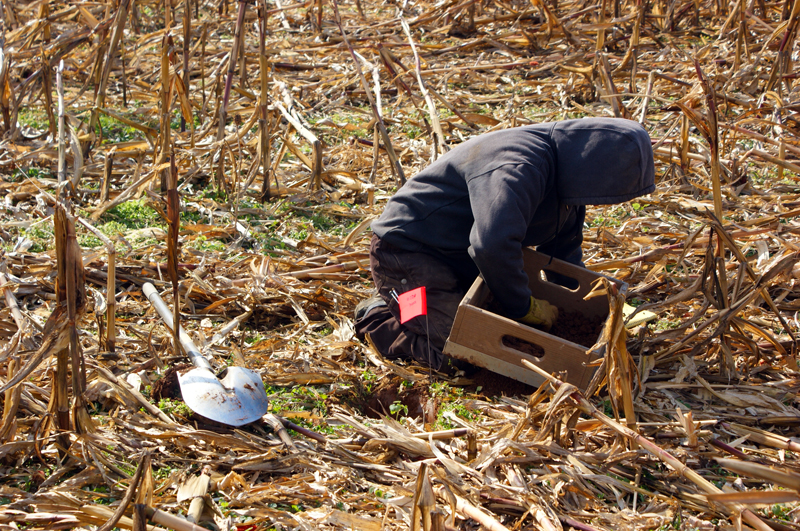 The author, kneeling over a box screen, screening the soil in it, next to a test pit marked with an orange pin flag. The background is a wintertime cornfield with some rusty-colored stalks still sticking up among many others covering the surface.