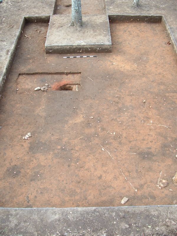 Several connected 2x2 m and 1x2 m excavation units combined into a larger area excavated to the level of subsoil. A single 2x2 unit with a tree in the middle remains unexcavated; another excavated unit is partially visible behind it. A small 1x2 area excavated slightly deeper than the rest and not matching set on the same grid represents an older test unit. Features are visible as darker areas against a yellowish brown subsoil.